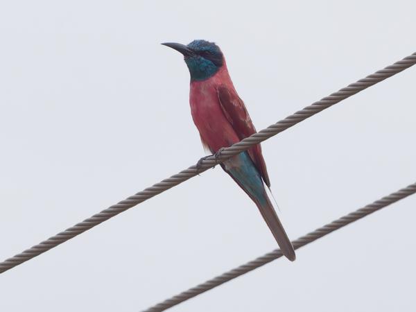 <h3><a href="/trips/tanzania/biota/animalia/chordata/aves/037 coraciiformes/006 meropidae/merops nubicus/merops nubicus-nl.html">Merops&nbsp;nubicus</a> / Northern&nbsp;carmine&nbsp;bee‑eater / Noordelijke&nbsp;karmijnrode&nbsp;bijeneter</h3>OM-1 Mark II met OLYMPUS M.150-400mm F4.5 TC, 1/2000 sec  bij F11.0, ISO 2000, afstand 28.3&nbsp;m